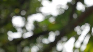 Blurred out of focussing technique of the tree leaves with sunshine through the tree in summer daytime video