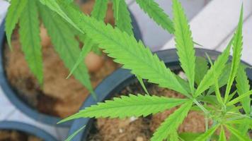 close-up de folhas de cannabis na fazenda natural com brilho ensolarado video