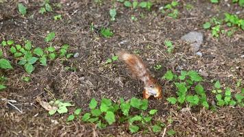 Red squirrel in the park. The squirrel climbs the tree. photo