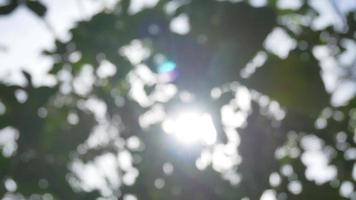 verschwommen aus Fokussiertechnik der Baumblätter mit Sonnenschein durch den Baum im Sommer tagsüber video