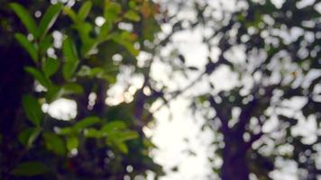 Blurred out of focussing technique of the tree leaves with sunshine through the tree in summer daytime video