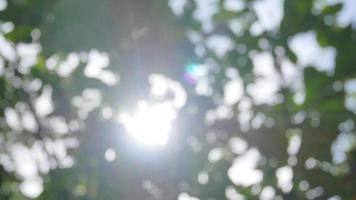 Blurred out of focussing technique of the tree leaves with sunshine through the tree in summer daytime video