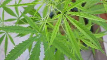 gros plan sur des feuilles de cannabis dans la ferme naturelle avec un éclat ensoleillé video