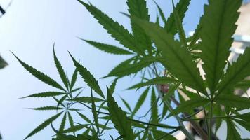 Nahaufnahme von Cannabisblättern in der natürlichen Heimatfarm mit sonnigem Glanz video