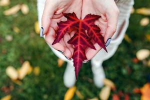 Autumn leaves in girl hands photo