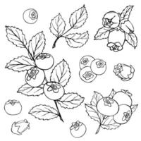 conjunto vectorial de imágenes prediseñadas de arándanos. icono de baya dibujado a mano. ilustración de frutas para impresión, web, diseño, decoración, logotipo. vector