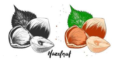 Vector engraved style illustration for posters, decoration and print. Hand drawn etching sketch of hazelnuts in monochrome and colorful. Detailed vegetarian food linocut drawing.