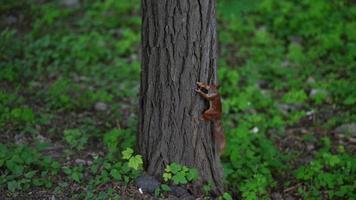 Red squirrel in the park. The squirrel climbs the tree. photo