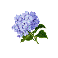 viola fiore pianta bella Vintage ▾ con foglia png