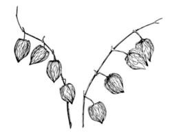 Drawing of golden Physalis. Vector hand drawn illustration of fruit. Sketch of autumn berry. Botanical ink black engraving on white isolated background