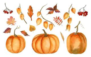 Autumn big set with orange watercolor Pumpkins and fall yellow Leaves on white isolated background. Red berry of ashberry and physalis branches. Hand drawn vector illustration