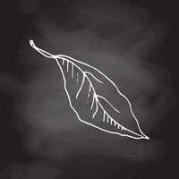 Hand drawn vector sketch of lemon leaf.  White sketch isolated on black chalkboard. Icons and elements for print, label.