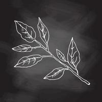 Hand drawn vector sketch of lemon tree branch with  leaves.  Great for poster, menu or label. White sketch isolated on black chalkboard. Icons and elements for print, label.