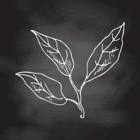 Hand drawn vector sketch of lemon leaves.  White sketch isolated on black chalkboard. Icons and elements for print, label.