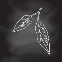 Hand drawn vector sketch of lemon leaves. White sketch isolated on black chalkboard. Icons and elements for print, label.