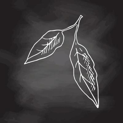 Hand drawn vector sketch of lemon leaves. White sketch isolated on black chalkboard. Icons and elements for print, label.