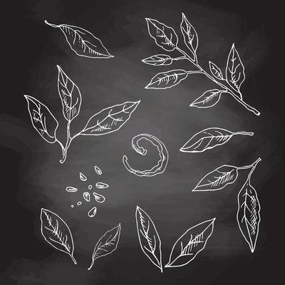 Vector hand drawn lemon leaves set. Leaves, peel, seed and branch sketch. Tropical  fruit leaves engraved style illustration. Detailed citrus ink drawing. White sketch isolated on black chalkboard.
