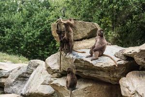 four dear gelada monkeys do gymnastics on a rock photo
