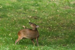 patagonian cavy on a green meadow in a zoo looks back photo