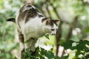 little cat sitting on a little fence before jumping photo