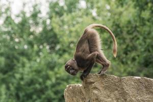 single dear gelada monkey does a handstand photo