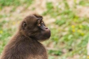 portrait from a dear gelada monkey photo