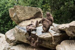 four dear gelada monkeys having fun on a rock