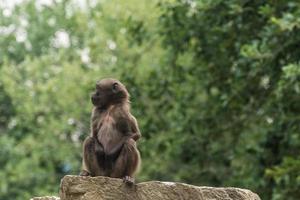 querido mono gelada se sienta solo en la cima de una roca en el zoológico foto