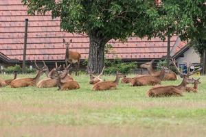 many deer and roe deer lying in the grass photo