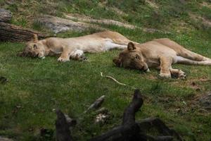 sincronizar leones dormidos en un prado verde foto