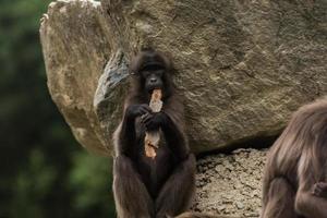 dear gelada monkey looks like playing a flute on a piece of wood photo