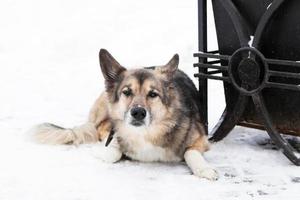 Homeless mongrel dog near to an urn and a bench in a winter snowy park. photo