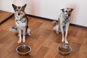 dos perros están esperando para alimentarse. mascotas con dos tazones de comida. foto