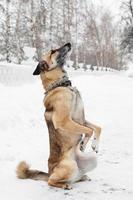 perro mestizo de pelo corto marrón y blanco sobre un fondo de un parque nevado de invierno. foto