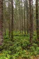 Lichen covered needle tree trunks on green forest floor photo