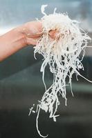 Finely chopped cabbage is poured from the hands into a vessel for further fermentation, the process of cooking sauerkraut. photo