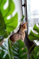 A cute cat is sitting on the windowsill and looking out of the window photo
