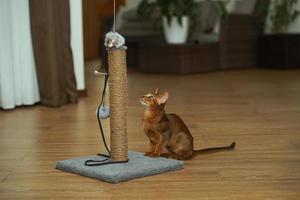 An abyssinian cat sitting on the floor looking at scratching post photo