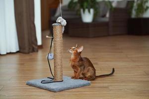 An abyssinian cat sitting on the floor looking at the scratching post photo