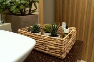 A face CBD oil and succulents standing in a braided tray in a modern bathroom photo