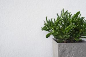 A green succulent in a modern grey pot stands on a black table photo