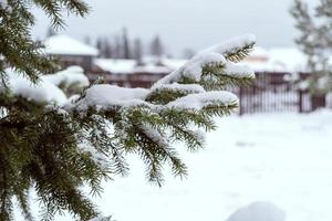 A green Christmas tree covered with snow photo