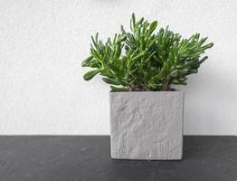 A green succulent in a modern grey pot stands on a black table photo