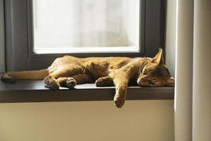 un gato abisinio perezoso de jengibre durmiendo en el alféizar de la ventana foto