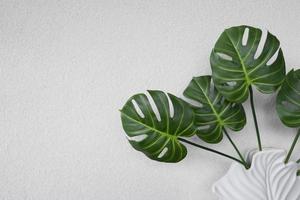 Green leaves of monstera plant on a textured wall decorates the interior of a modern apartment photo