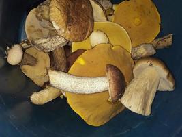 Edible mushrooms collected in the forest in autumn photo