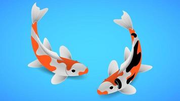 Japanese koi carp on blue background vector