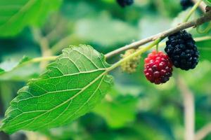 Mulberry fruit Morus sp. is a berry that comes from a tree called Morus Alba. In English, this fruit is known as mulberry. photo