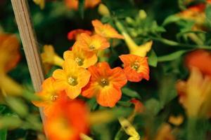 Marmalade Bush has the Latin name Streptosolen jamesonii, has a funnel-like shape with yellow and bright orange like fresh oranges photo