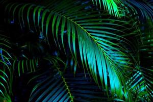 The natural background of palm leaves in a tropical forest. photo